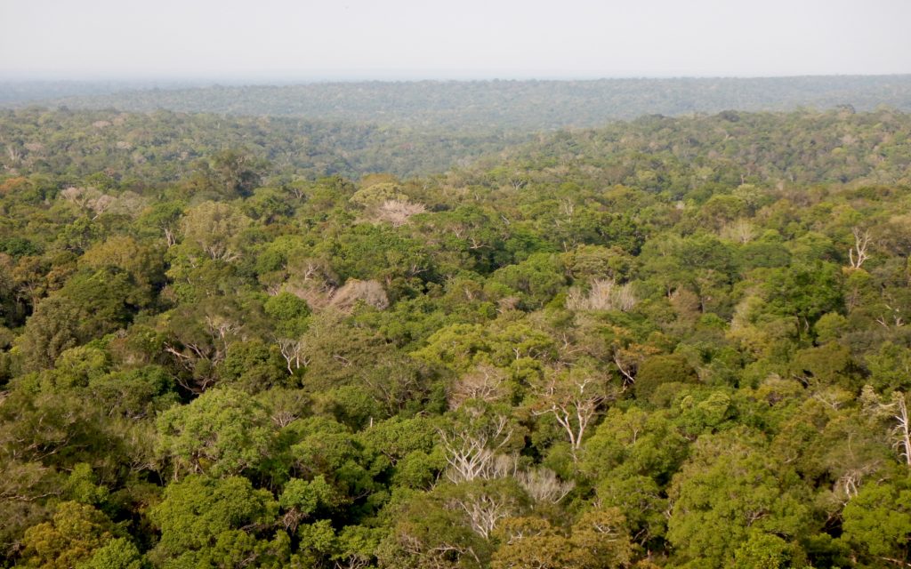 rainforest surrounding ATTO