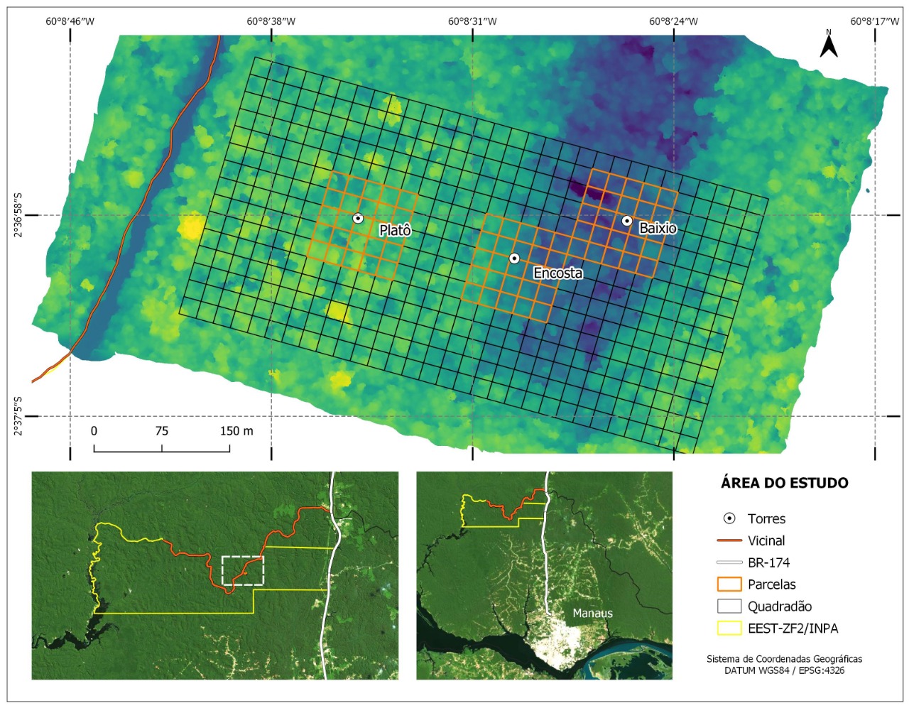 Wind-tree interactions in the Amazon: INVENTA