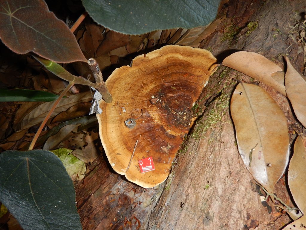 large tropical fungi