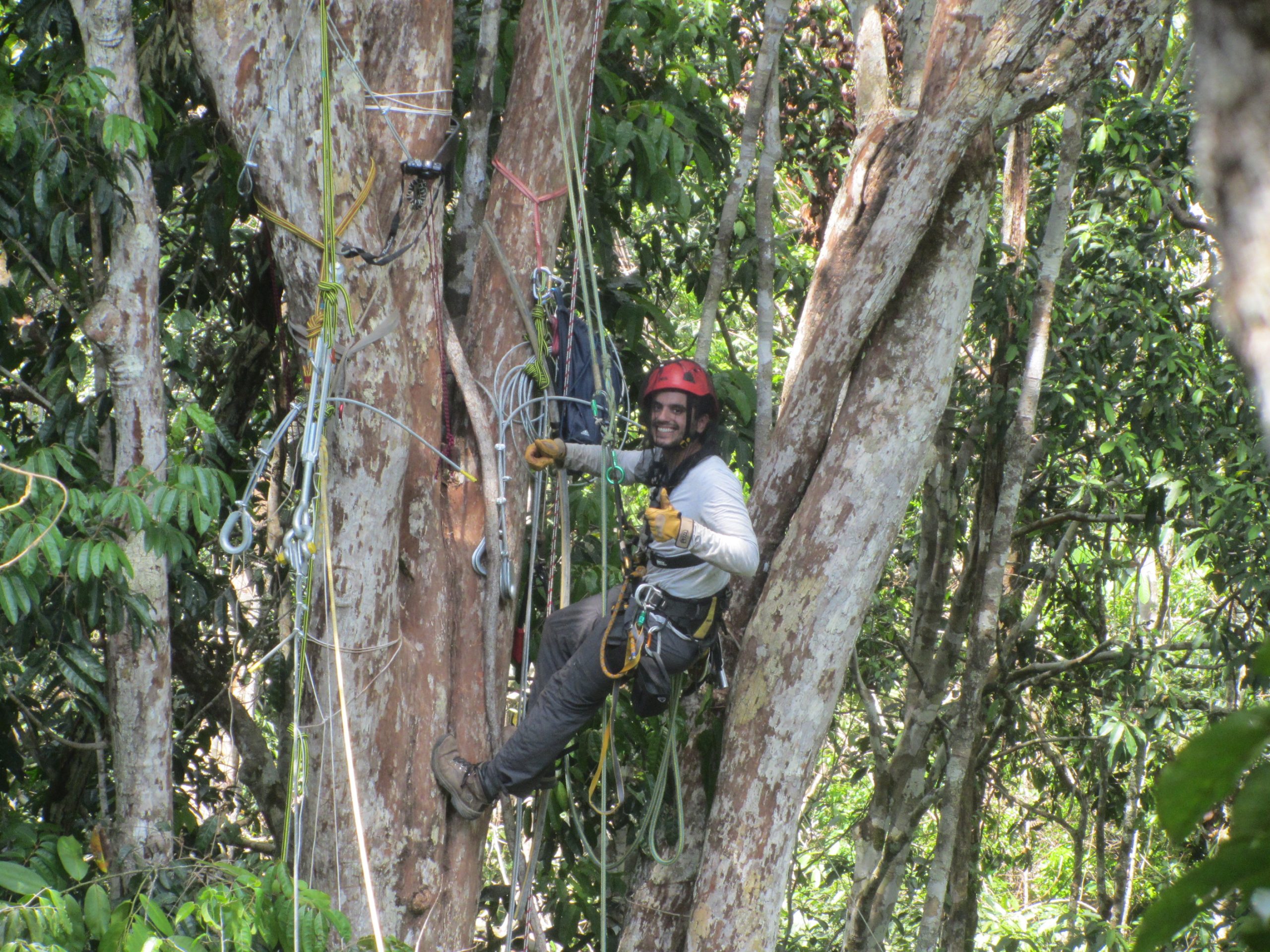 Pedro climbing in the Amazonian trees to collect data