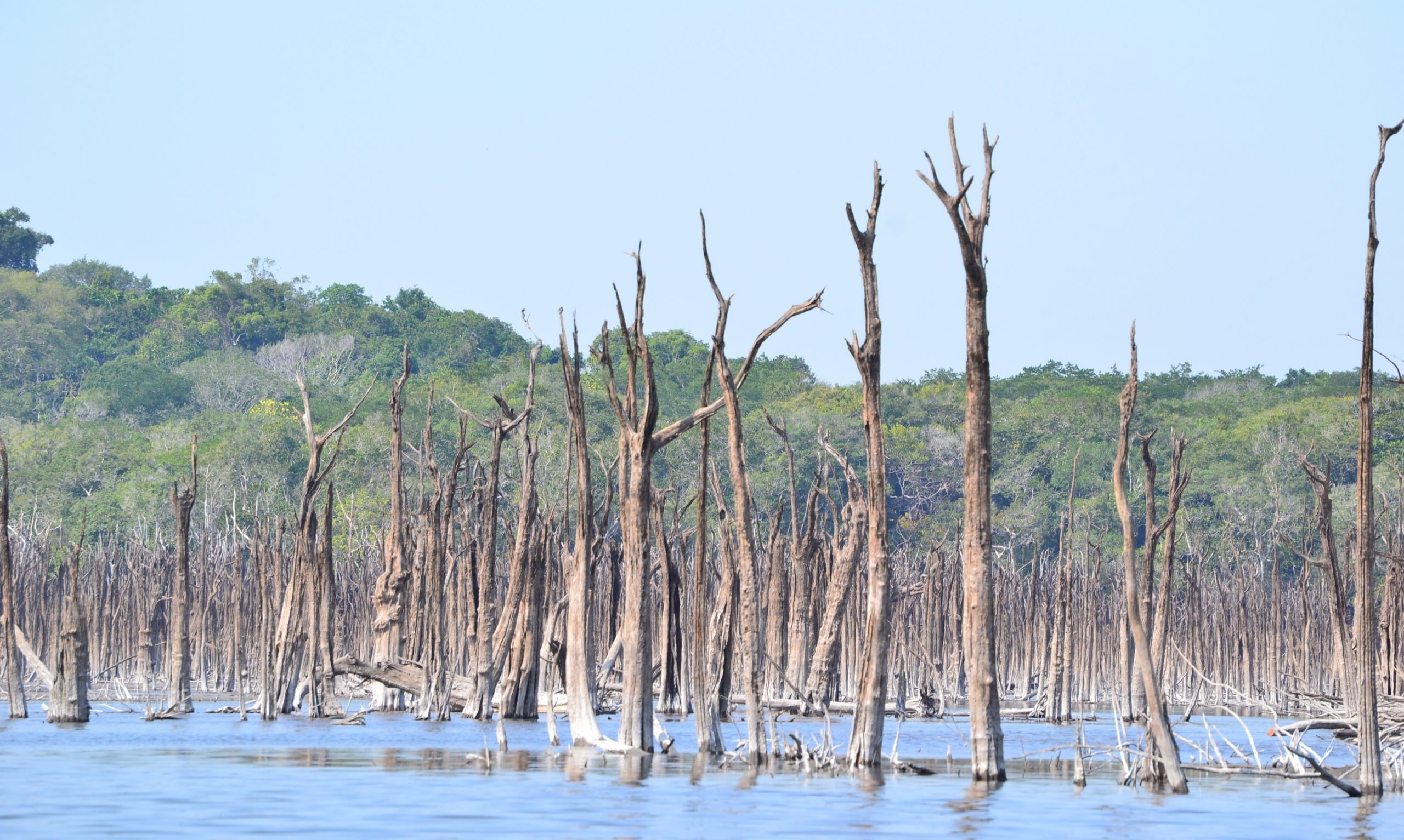 Many igapó forest along the Uatumã have died, leaving lots of dead tree stems behind in the shallow water.