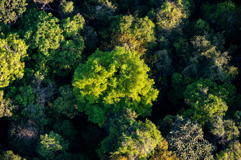 birdseye view of the Amazon Rainforest © Paulo Brando