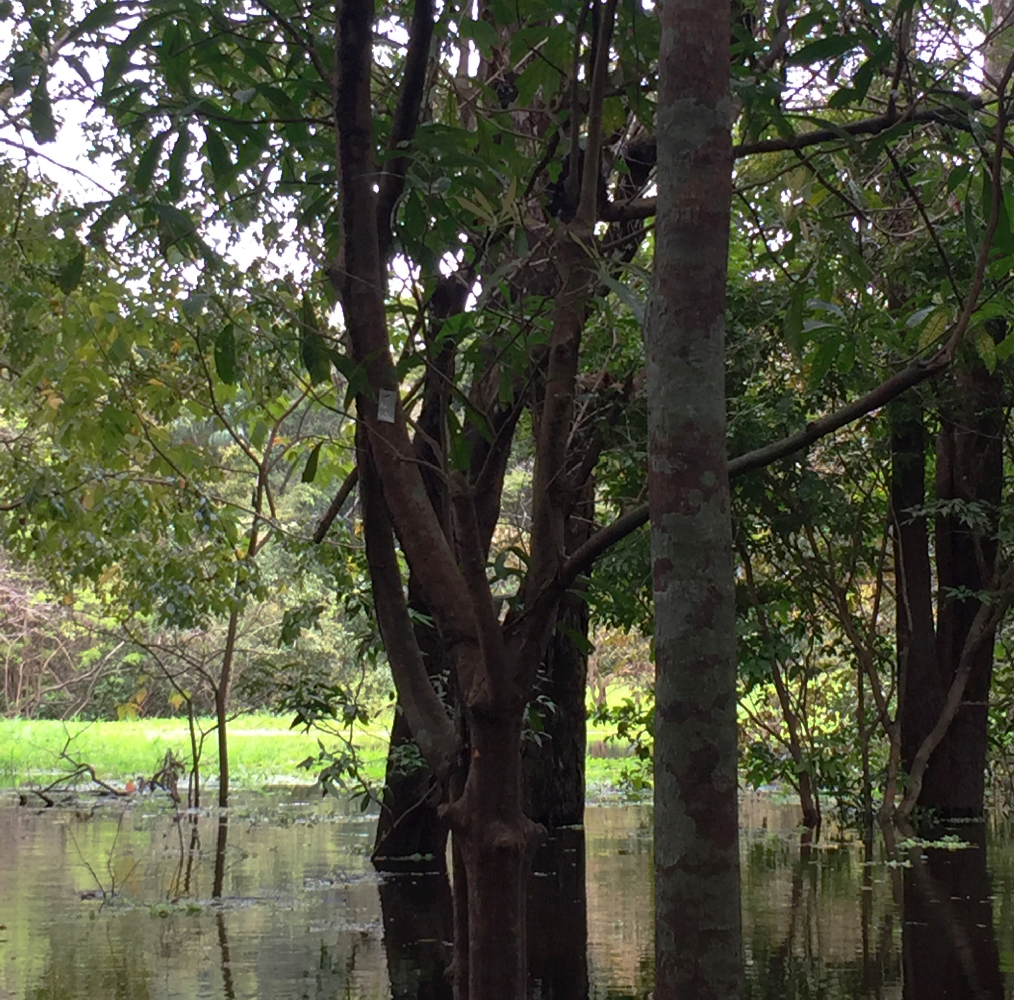 Um ambiente de várzea com árvores inundadas ao longo de um rio de águas brancas. © Flavia Durgante / KIT