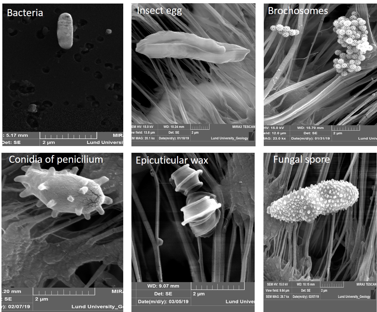 SEM-Bilder von verschiedenen Arten von Bioaerosolen.