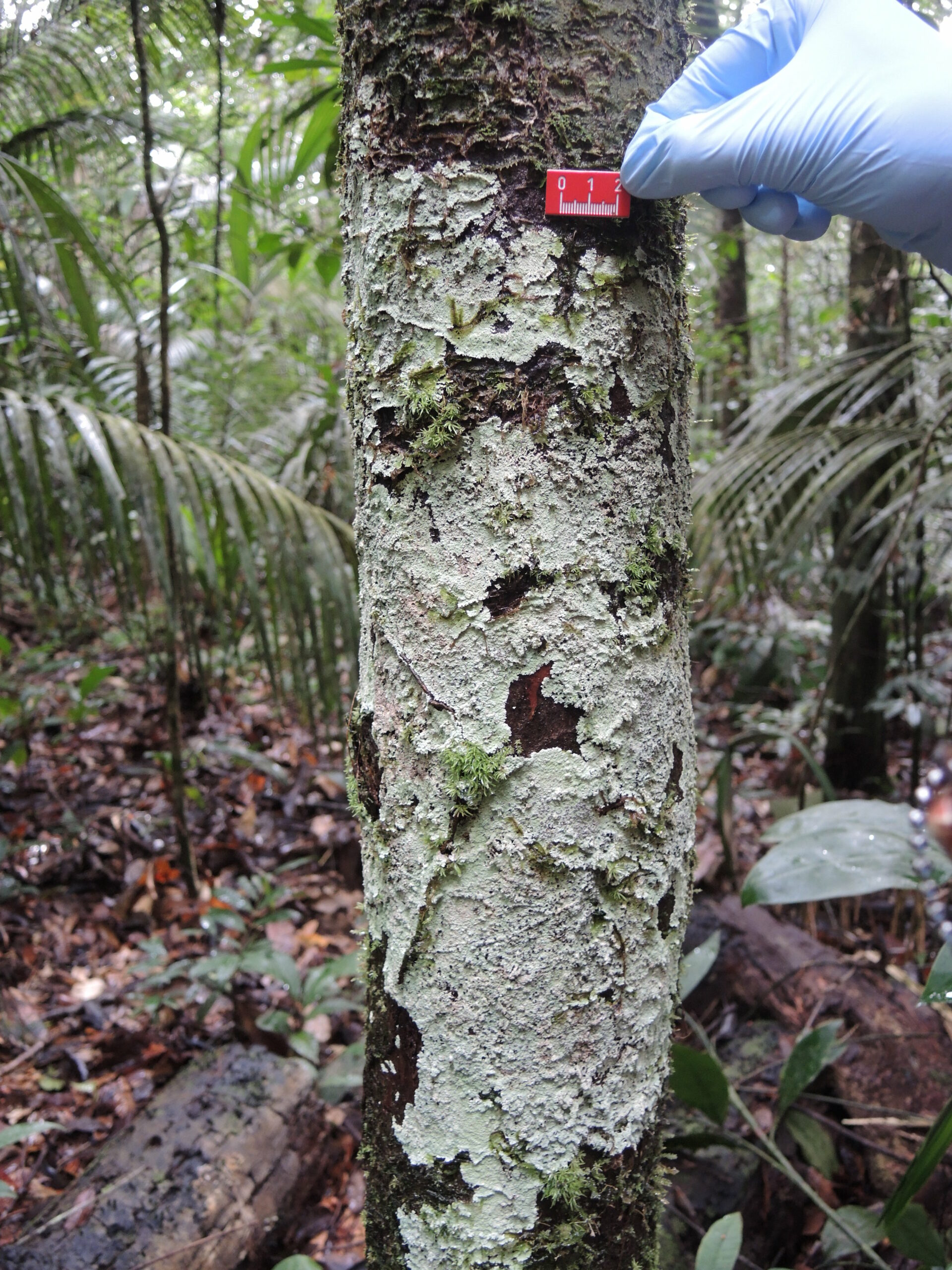Um exemplo é este líquen chamado Phyllopsora gossypina crescendo em um tronco de árvore. © Achim Edtbauer / MPI-C.