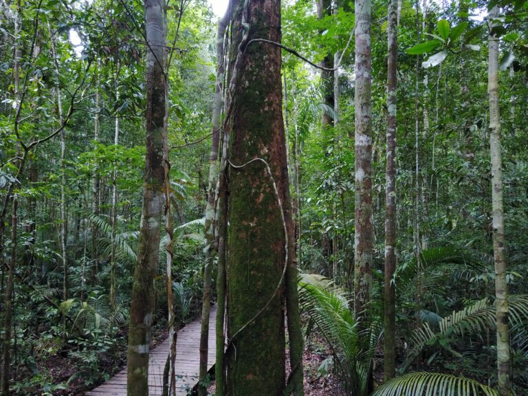 Cryptogamic covers on trees in the Amazon rainforest © Achim Edtbauer