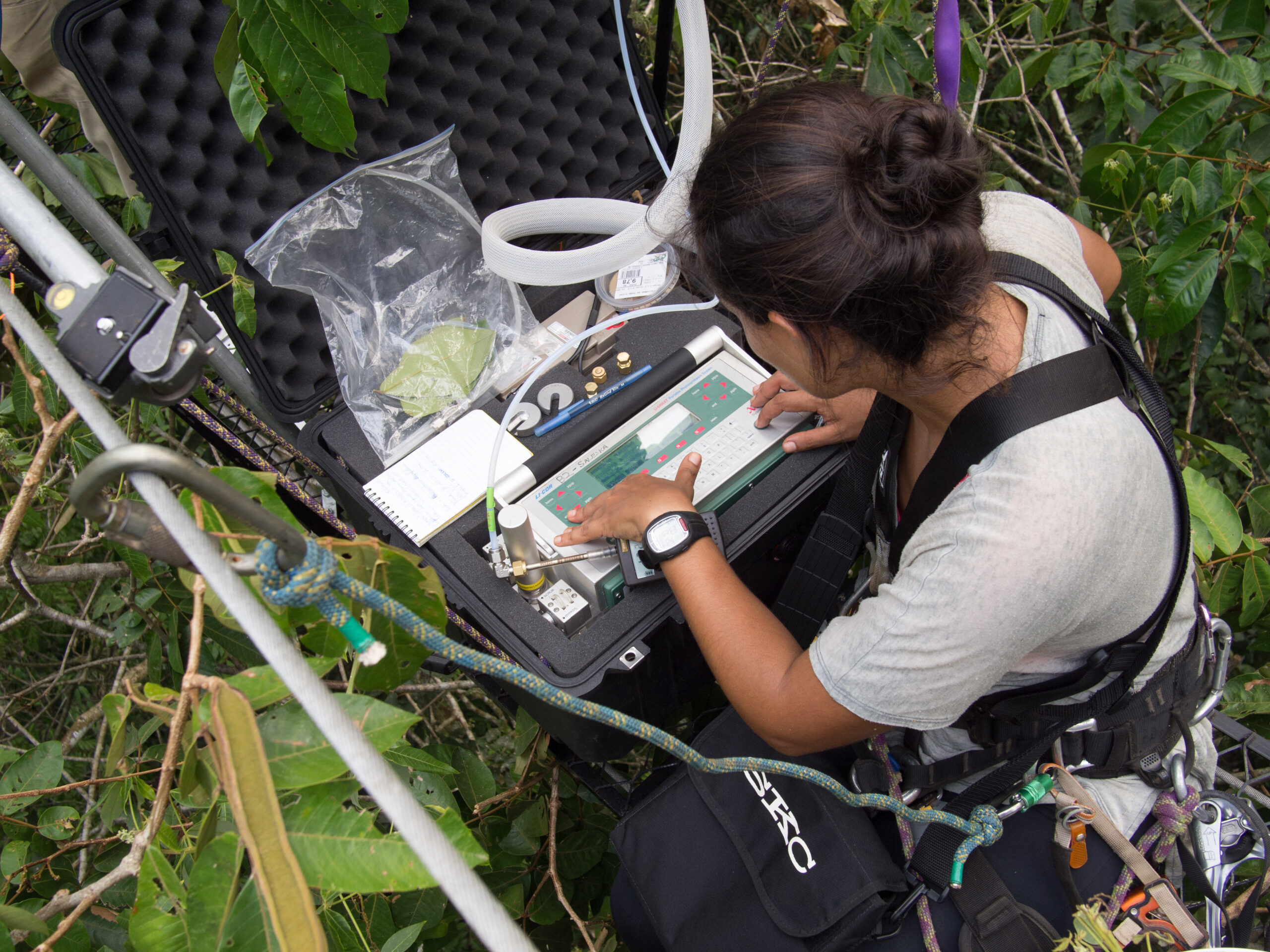 Eliane Gomes Alves measures tree emissions of isoprenoids in the forest canopy.