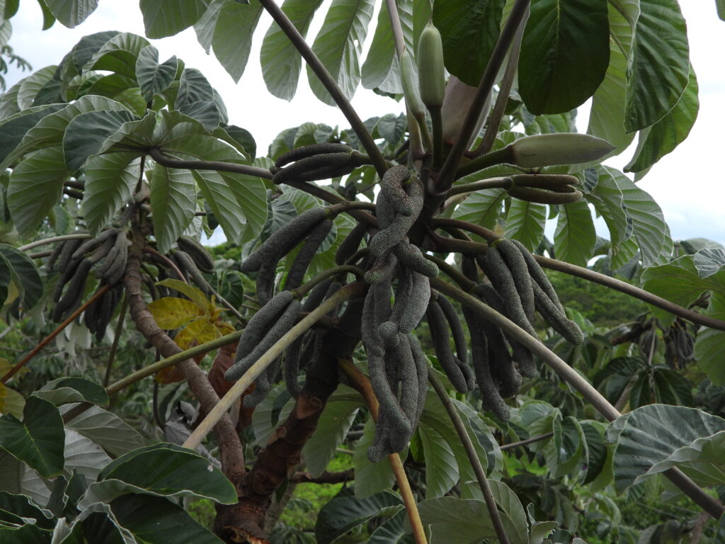 Bei den Bäumen handelt es sich um Cecropia sp., eine der am häufigsten aufgenommenen Gattungen von Blütenpflanzen. © Hans ter Steege / Naturalis.
