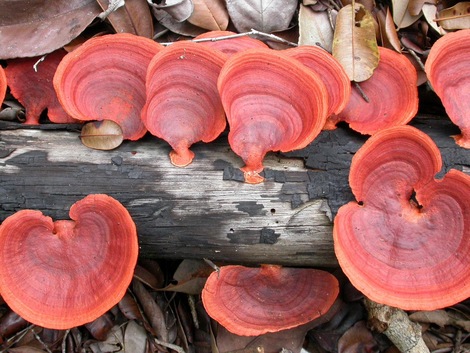 Fungo Pycnoporus sanguineus em um tronco em decomposição na Amazônia Central.