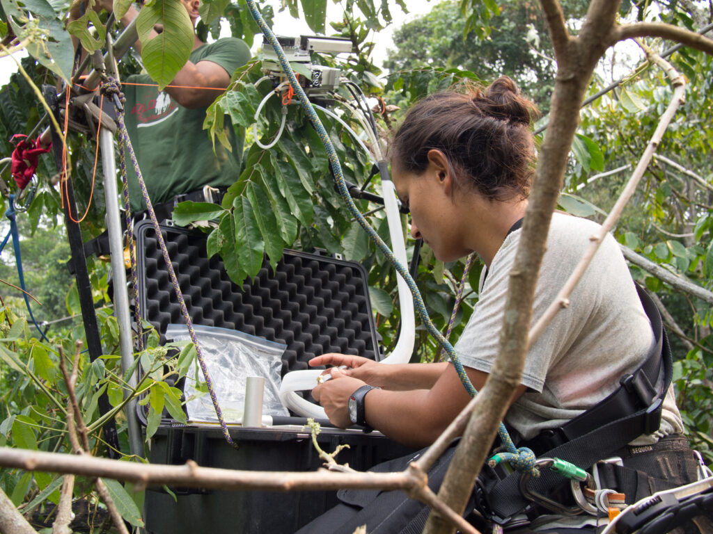 Elaine Gomes-Alves in the forest canopy measuring isoprene emissions.