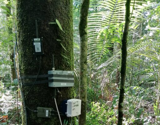 Measurement setup on the trees to record and send the microclimate data.