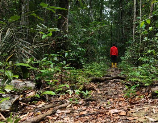 ...and inside the forest to set up the remote microclimate stations.