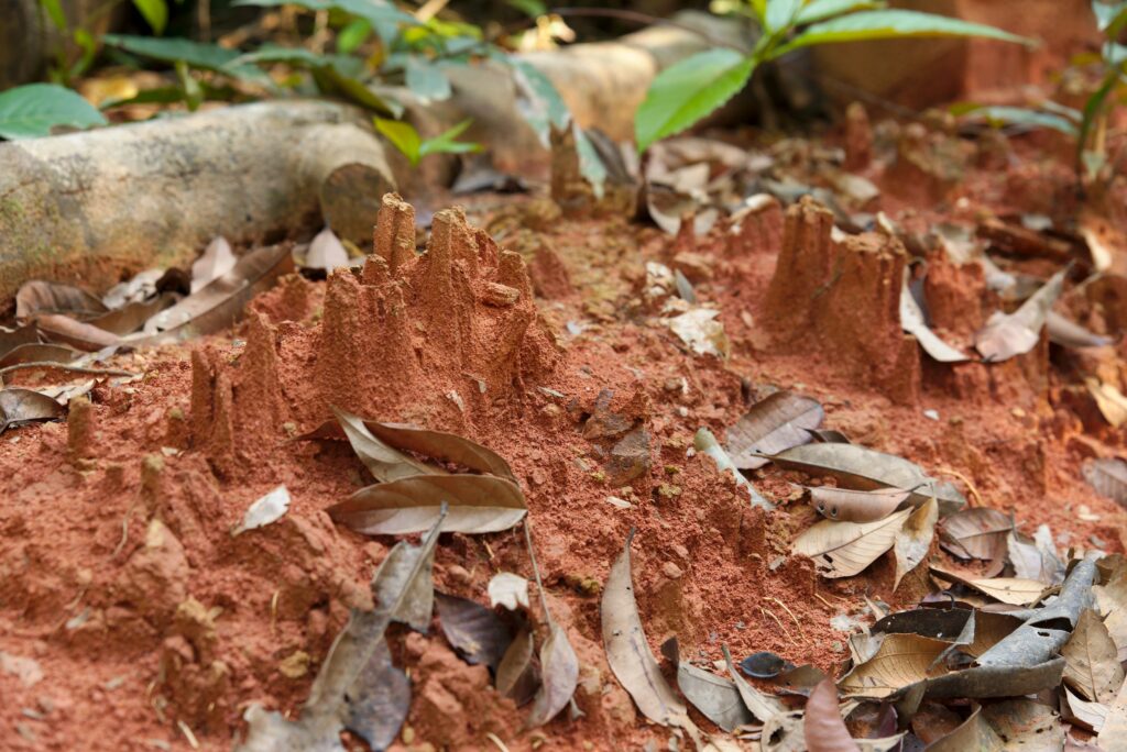 Eroded red soil with fallen leaves in a forest