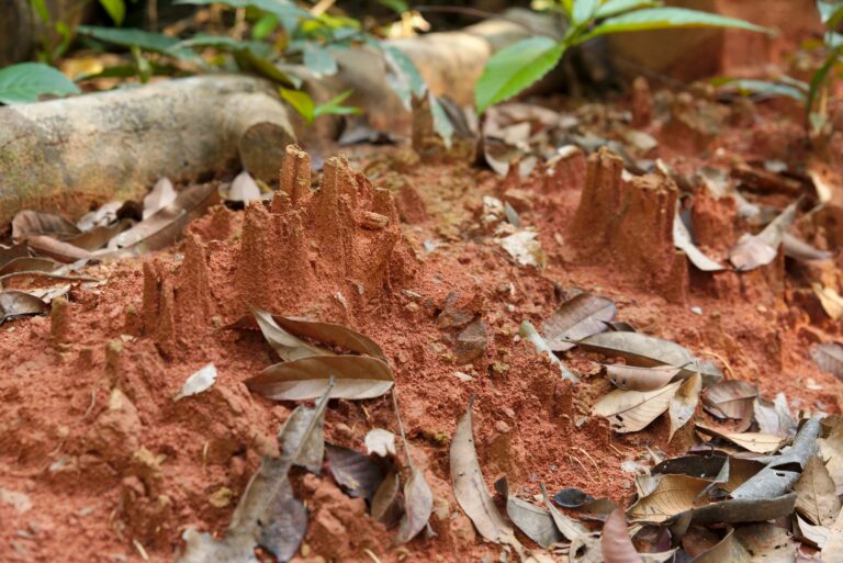 Eroded red soil with fallen leaves in a forest