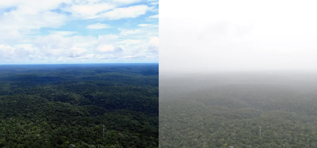Split image: lush green forest under blue sky vs. misty, overcast forest canopy