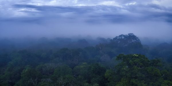 rainy day in the Amazon rainforest