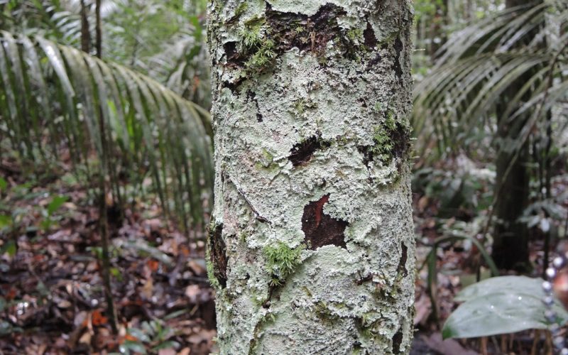 Um exemplo é este líquen chamado Phyllopsora gossypina crescendo em um tronco de árvore. © Achim Edtbauer / MPI-C.