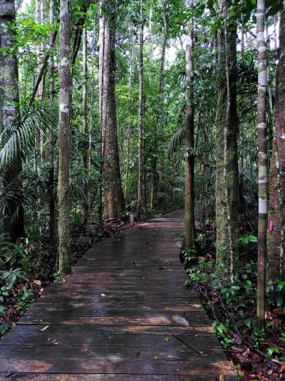 Caminhando pela selva, torna-se claro: líquens e musgos colonizam quase todas as superfícies disponíveis. © Achim Edtbauer / MPI-C