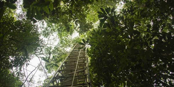 A 80-meter measurement tower at the ATTO research station in the Brazilian rainforest. At a height of 23 meters, directly above the forest canopy, the research team collected air samples every 1.5-3 hours. 
© Dom Jack / MPI-C