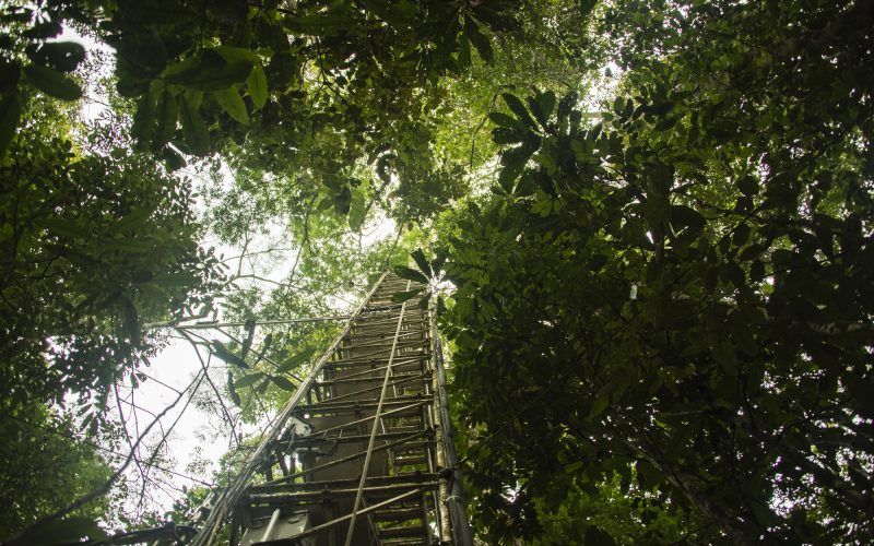 Ein 80 Meter hoher Messturm nahe der Forschungsstation ATTO im brasilianischen Regenwald, 150 Kilometer nordöstlich von Manaus. In 23 Metern Höhe, direkt über dem Kronendach, entnahm das Forschungsteam alle eineinhalb bis drei Stunden Luftproben. 
© Dom Jack / MPI-C