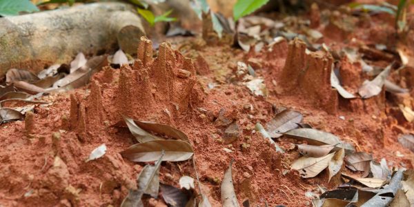 Eroded red soil with fallen leaves in a forest