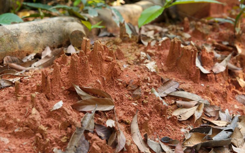 Eroded red soil with fallen leaves in a forest