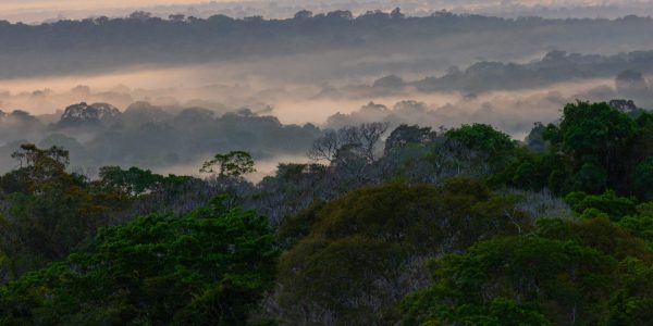 Frühnebel  über dem Regenwald an der ATTO-Station.
© Phillip Papastefanou / MPI-BGC