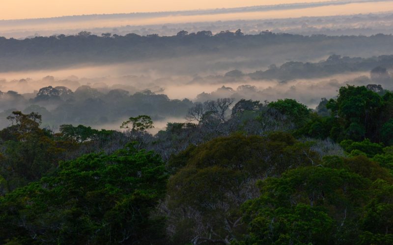 Frühnebel  über dem Regenwald an der ATTO-Station.
© Phillip Papastefanou / MPI-BGC