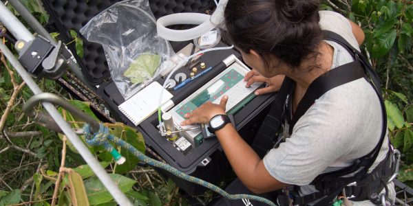 Eliane Gomes Alves measures tree emissions of isoprenoids in the forest canopy.