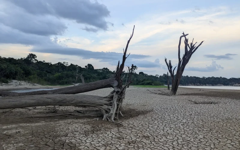 Ausgetrocknetes Flussbett des Uatumã-Flusses im brasilianischen Amazonas- Regenwald, aufgenommen im Jahr 2024.
© Sebastian Brill, MPI-C