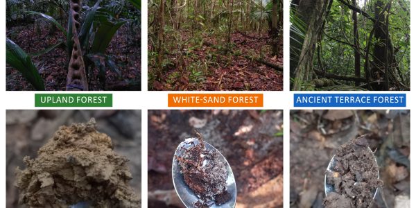 vegetation and soil samples from the three forest types (from left to right): Upland Forest (terra firme) White-sand Forest, and Ancient River Terrace Forest. The lower panels show close-up views of the soil, highlighting differences in soil characteristics across forest types.