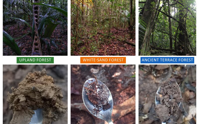 Vegetations- und Bodenproben aus den drei Waldtypen (von links nach rechts): Hochlandwald (Terra firme), Wald auf weißem Sand (Campinarana) und Wald auf alten Flussterrassen. Die unteren Abbildungen zeigen Nahaufnahmen des Bodens und verdeutlichen die Unterschiede in den Bodeneigenschaften der verschiedenen Waldtypen.