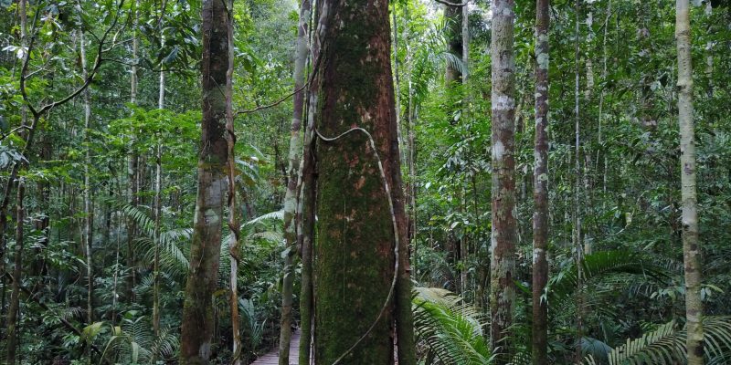 Cryptogamic covers on trees in the Amazon rainforest © Achim Edtbauer