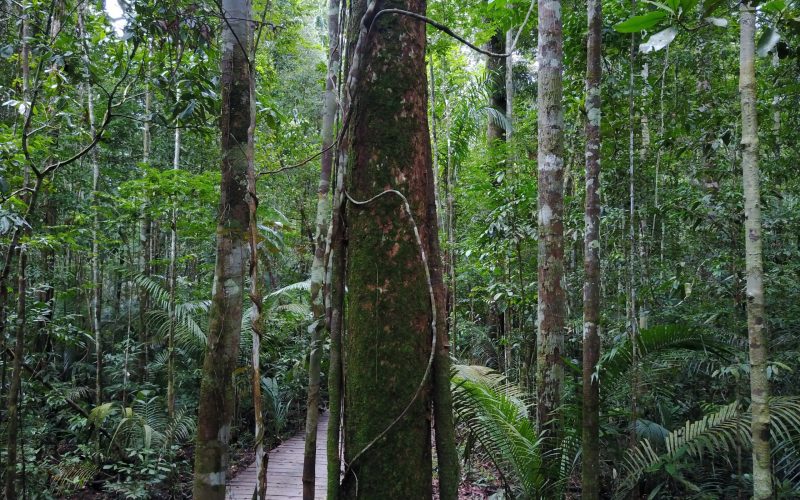 Cryptogamic covers on trees in the Amazon rainforest © Achim Edtbauer